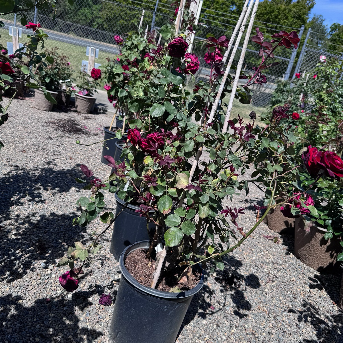 Don Juan Climbing Rose