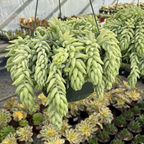 Donkey Tail Sedum