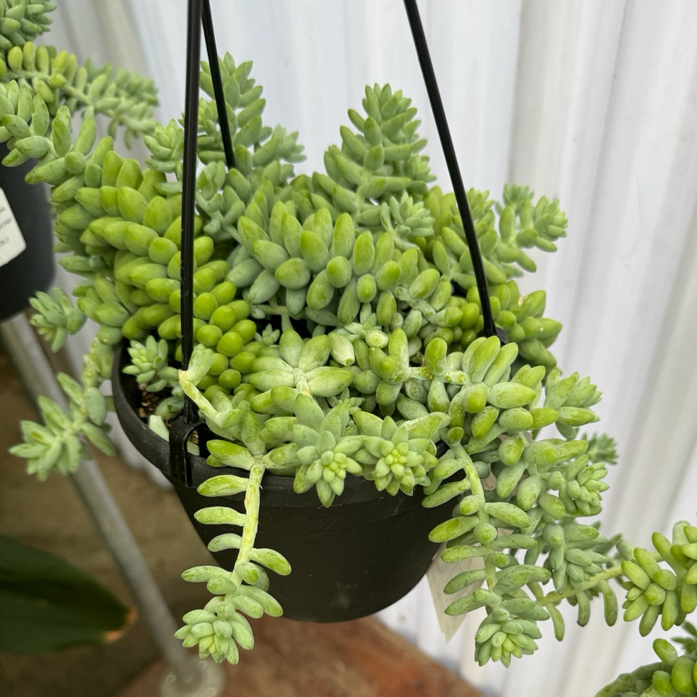 Donkey Tail Sedum