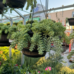 Donkey Tail Sedum