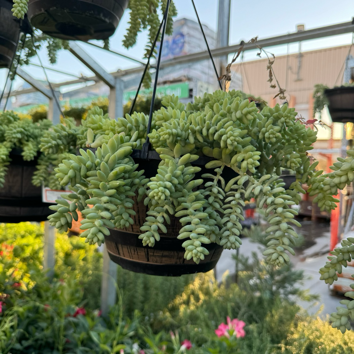 Donkey Tail Sedum