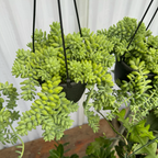 Donkey Tail Sedum