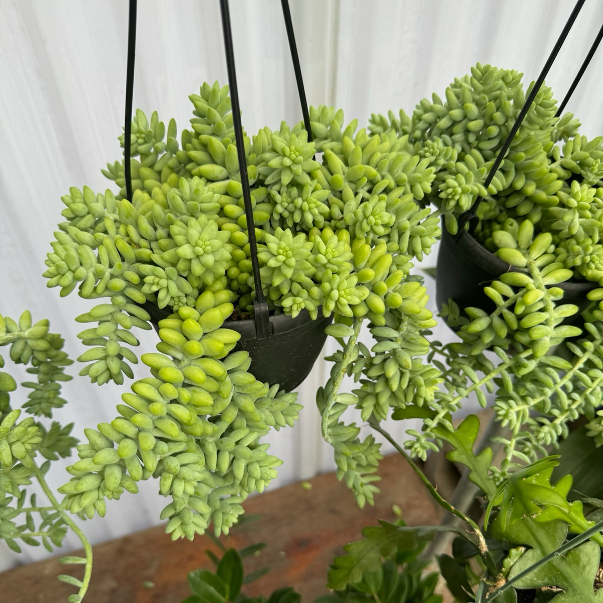 Donkey Tail Sedum