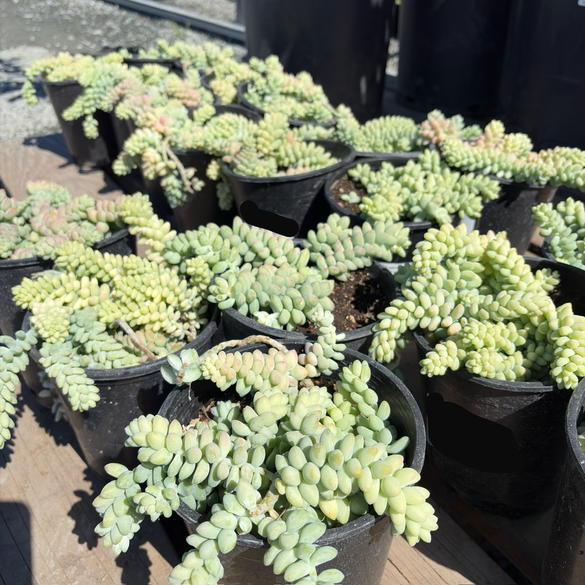 Donkey Tail Sedum