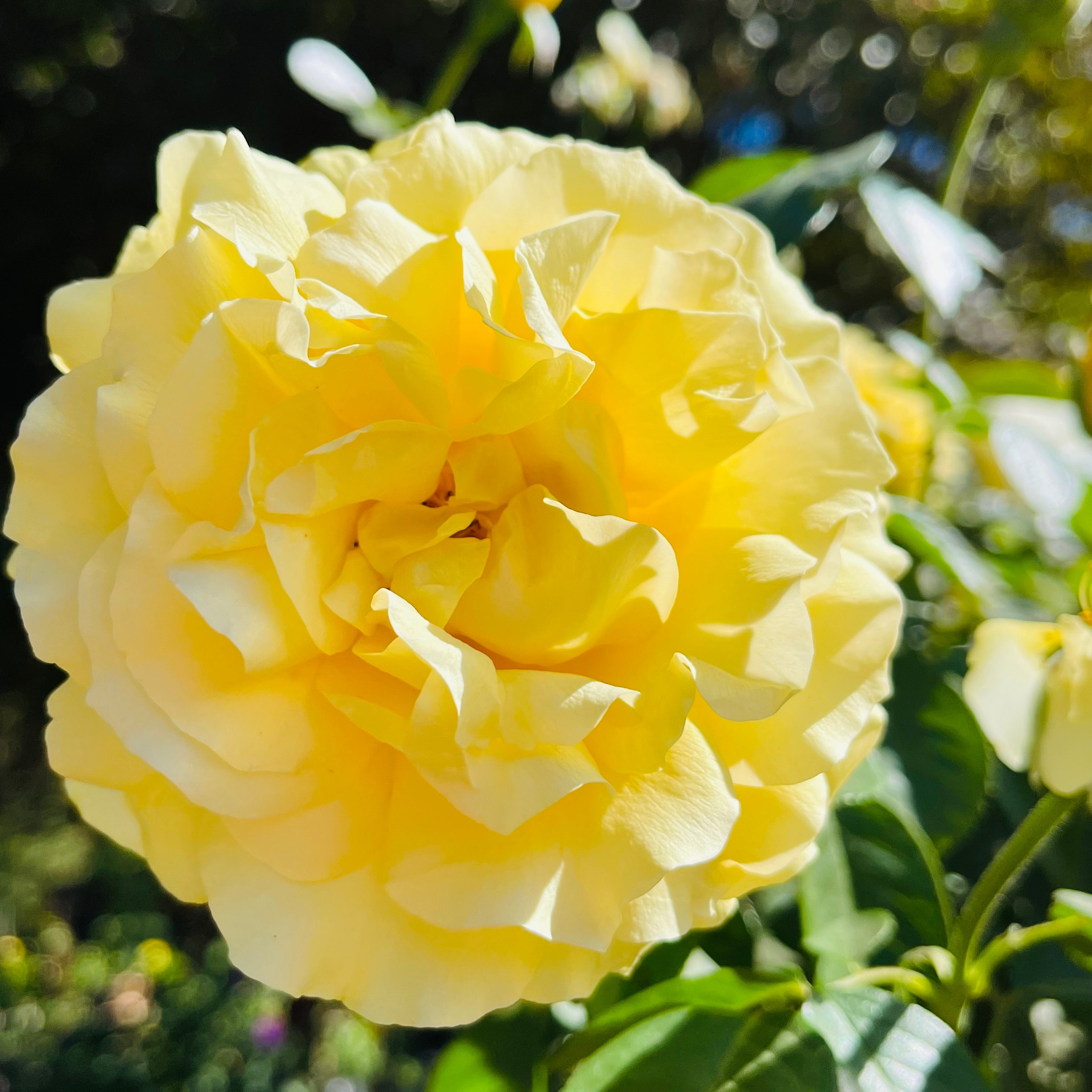 Doris Day Floribunda Rose