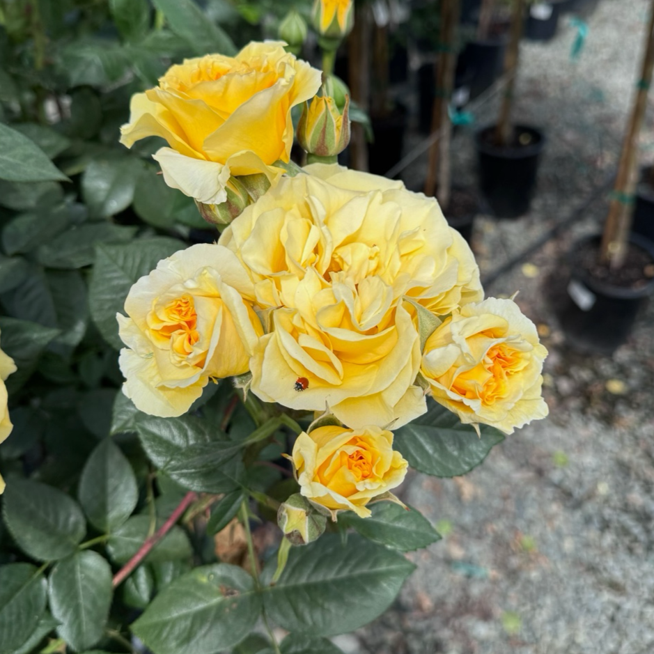 Doris Day Floribunda Rose