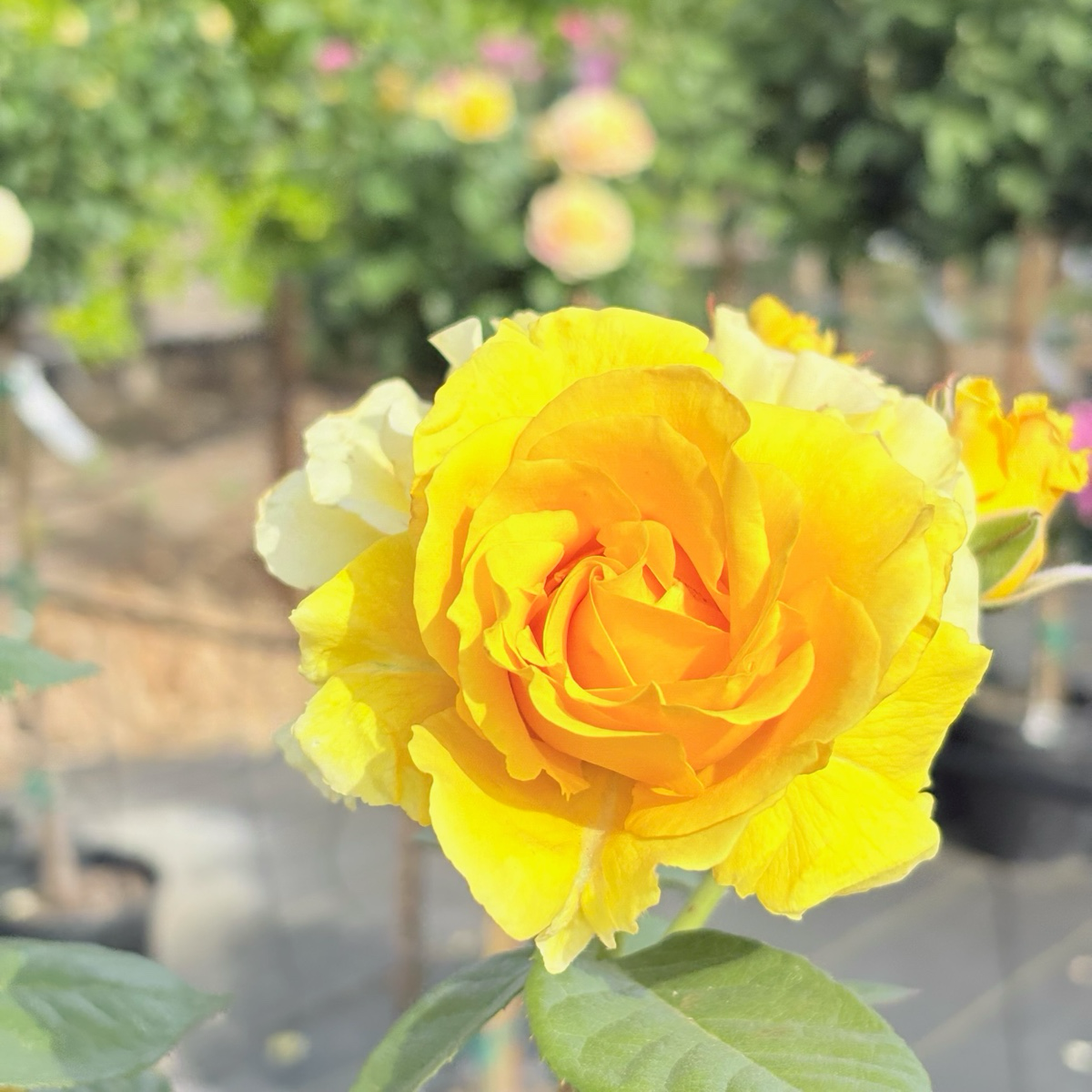 Doris Day Floribunda Rose