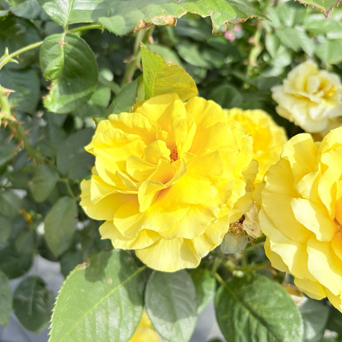Doris Day Floribunda Rose