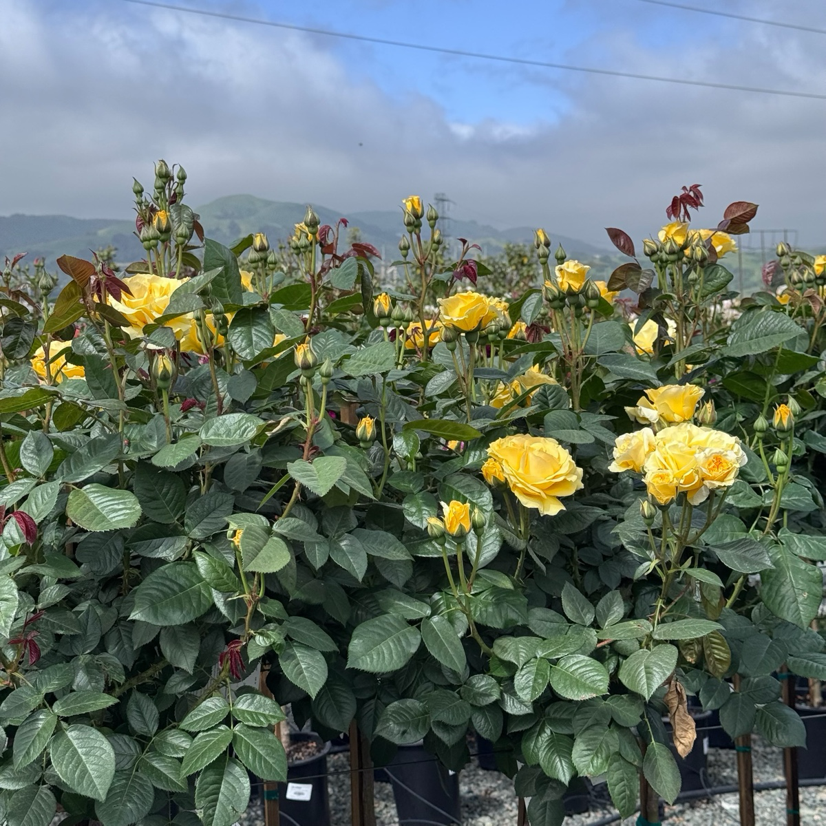Doris Day Floribunda Rose