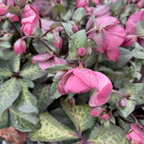 Dorothy's Dawn Helleborus