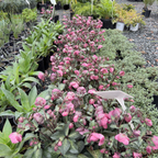 Dorothy's Dawn Helleborus