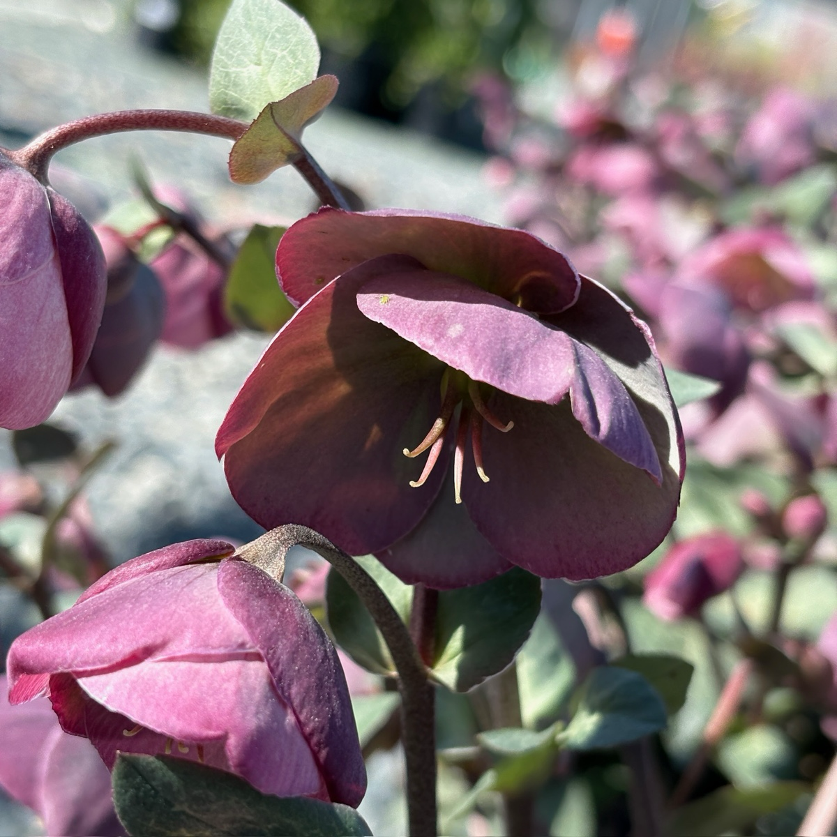 Dorothy's Dawn Helleborus