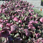 Dorothy's Dawn Helleborus