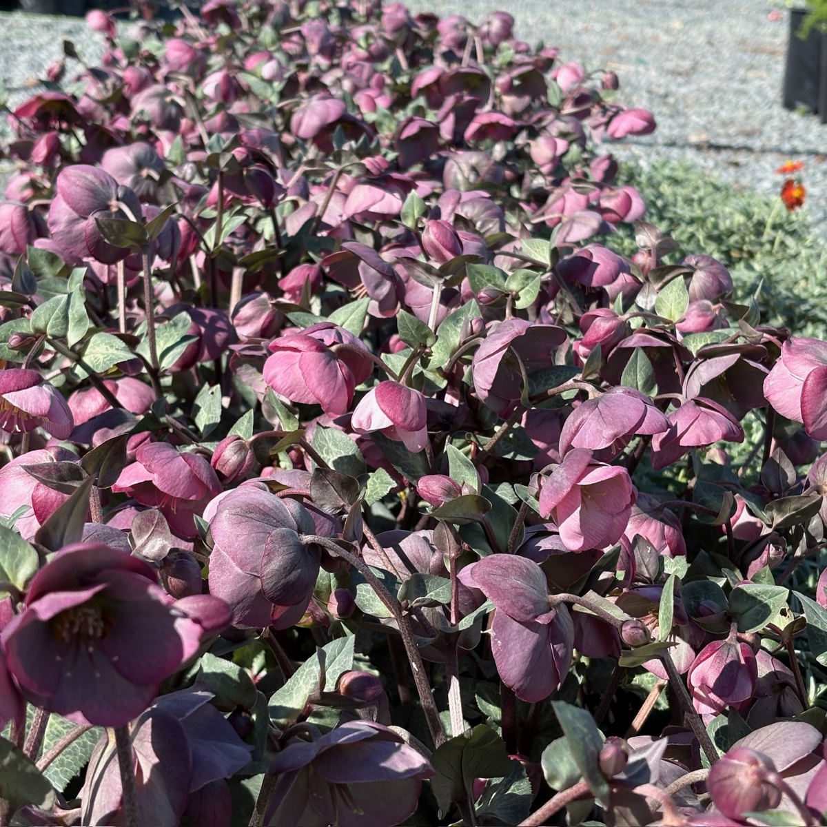 Dorothy's Dawn Helleborus