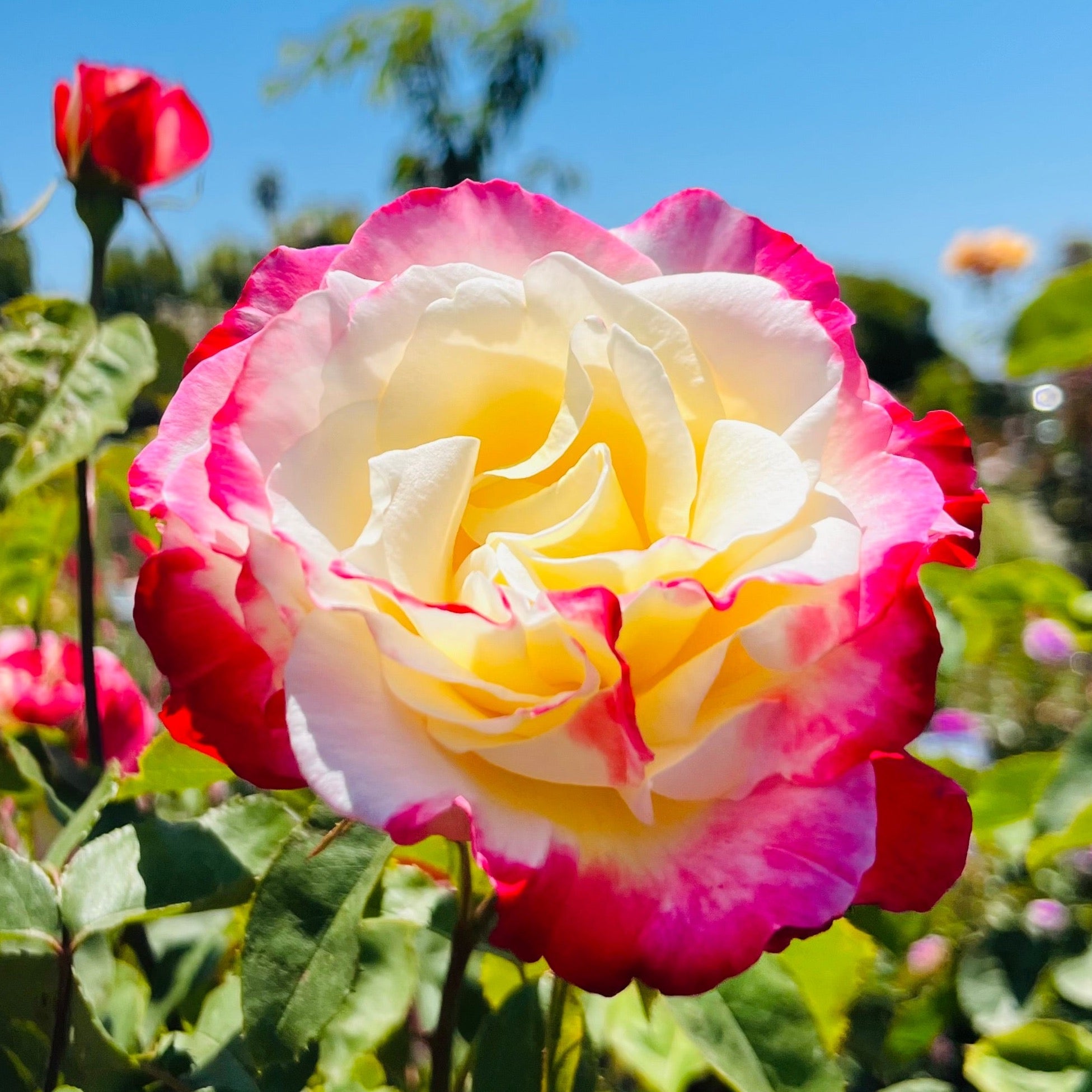 Double Delight Hybrid Tea Rose