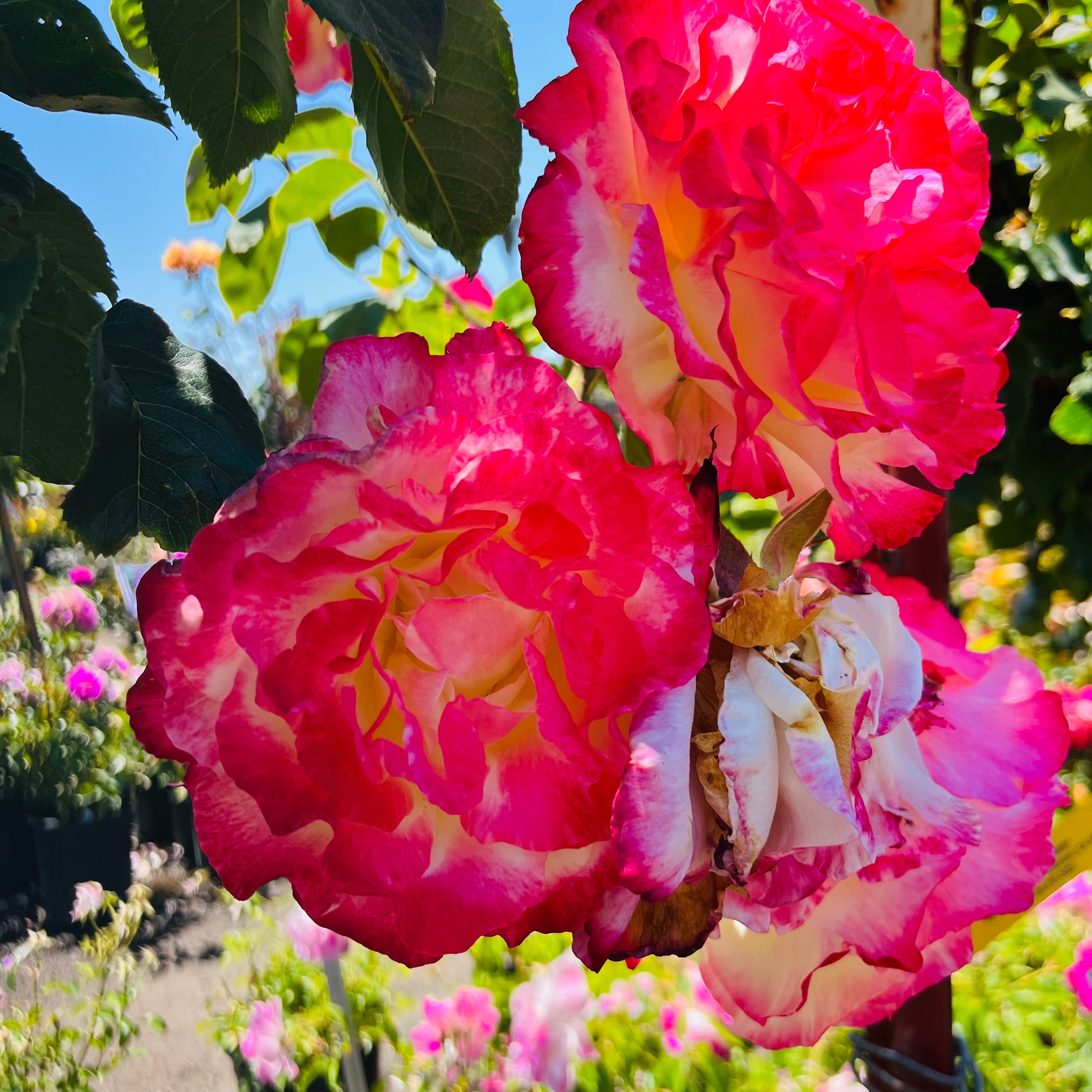 Double Delight Hybrid Tea Rose