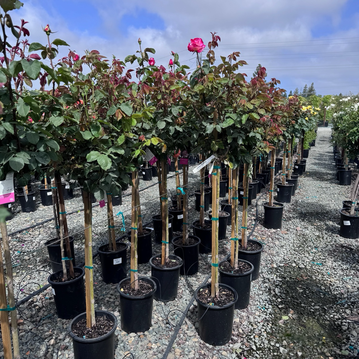 Double Delight Hybrid Tea Rose