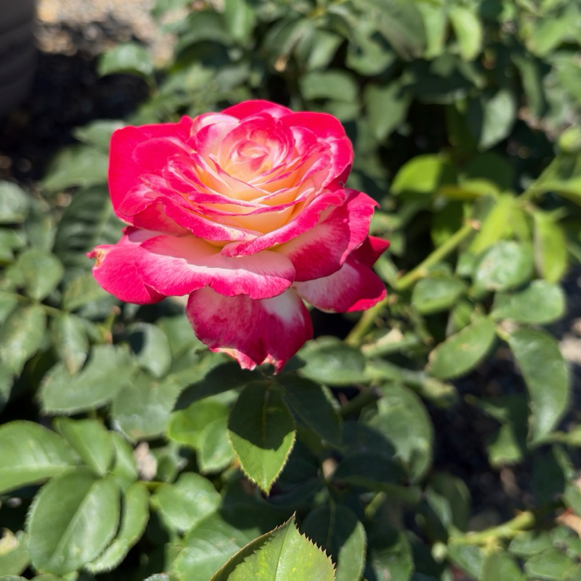 Double Delight Hybrid Tea Rose