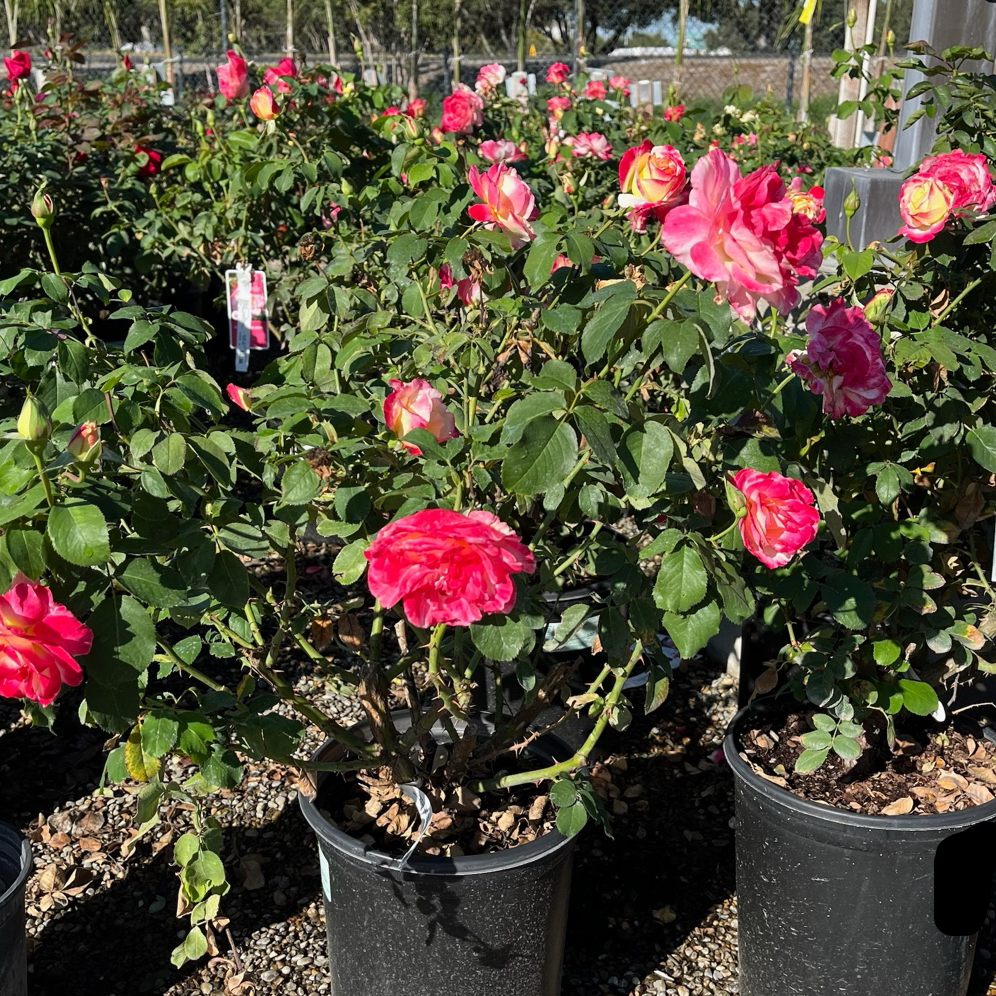 Double Delight Hybrid Tea Rose