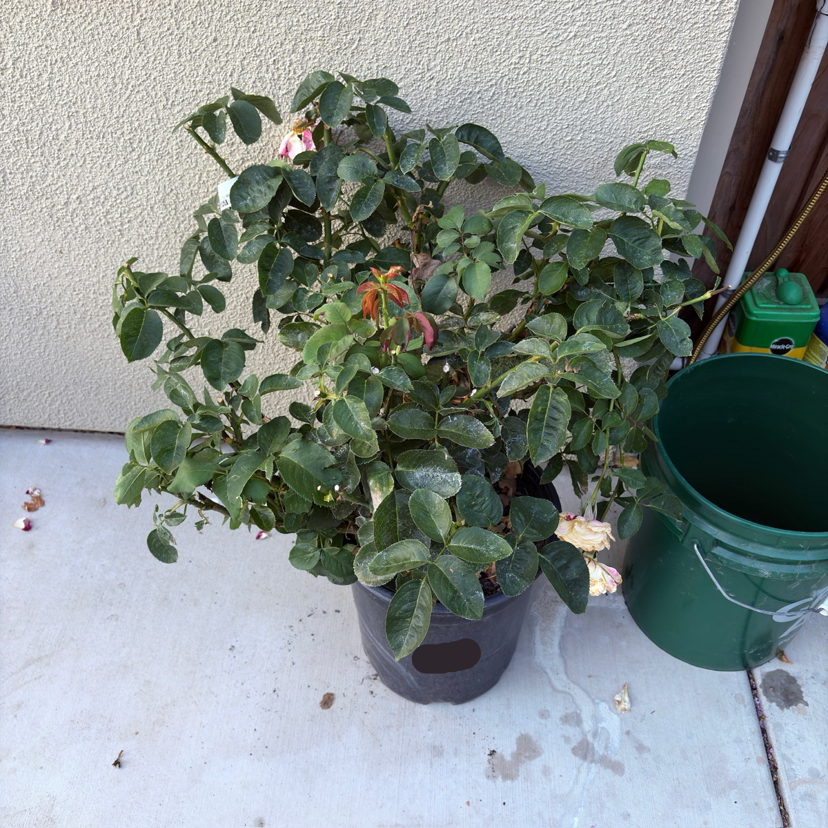 Double Delight Hybrid Tea Rose