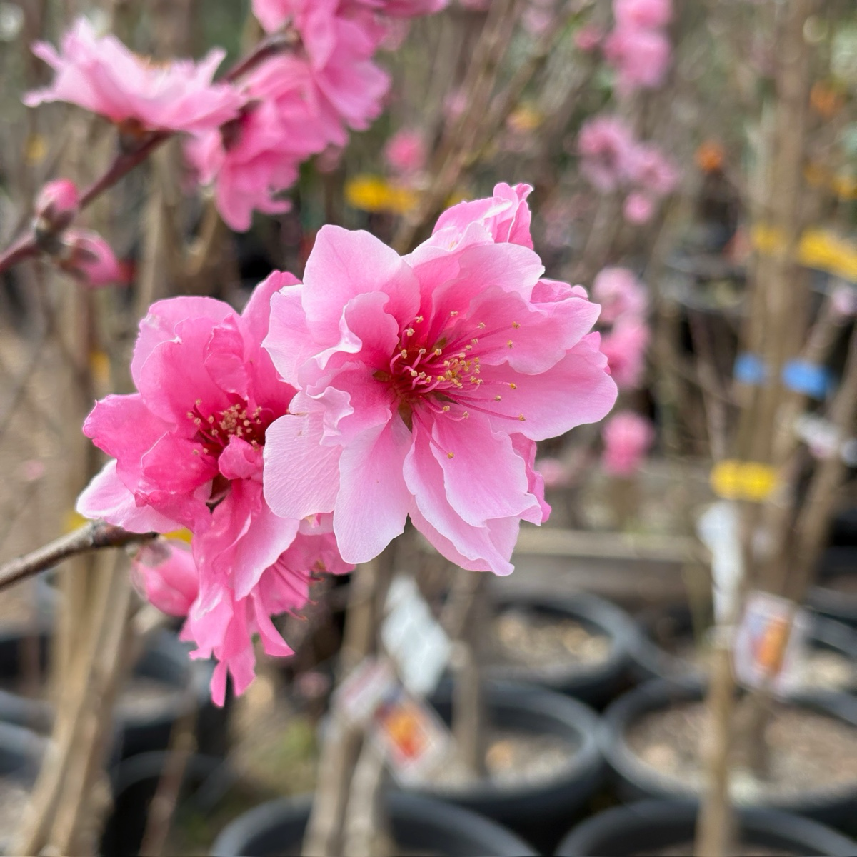Double Delight Nectarine