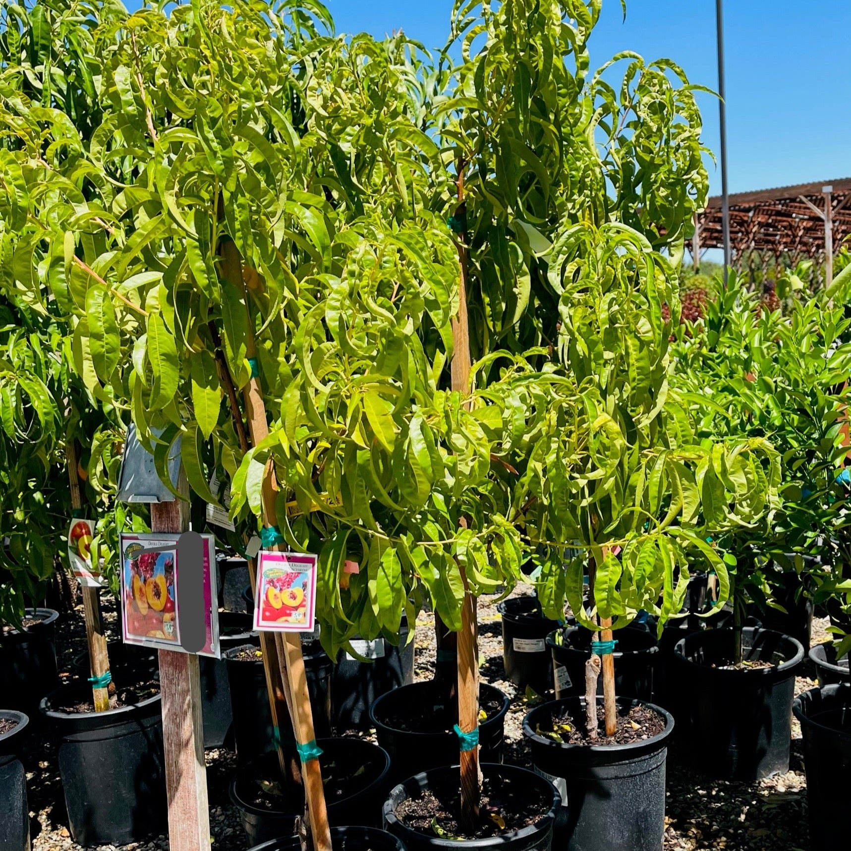 Double Delight Nectarine