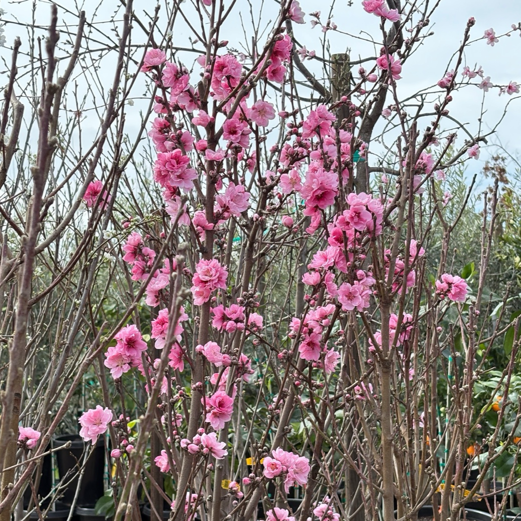 Double Delight Nectarine