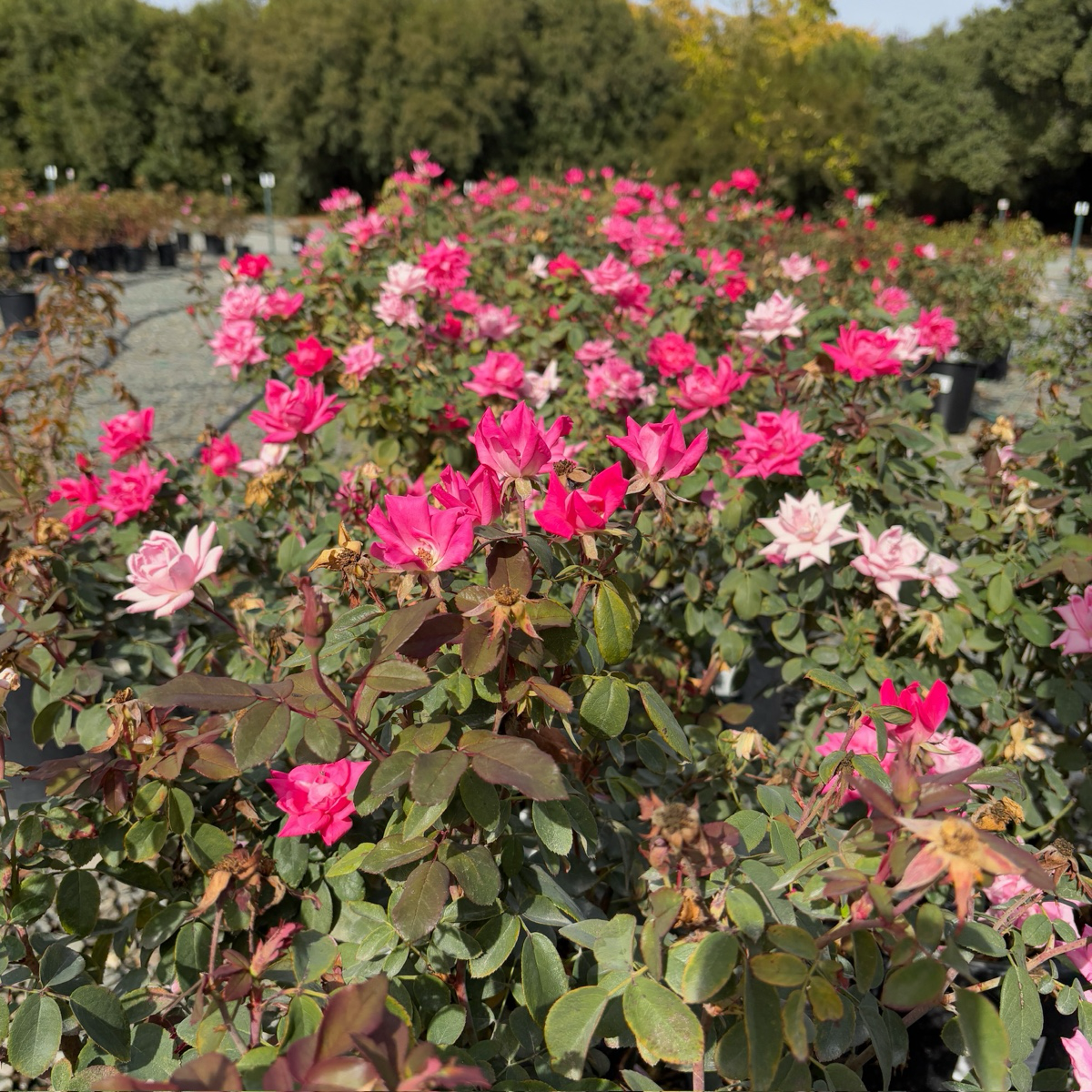 Double Pink  Knock Out  Rose