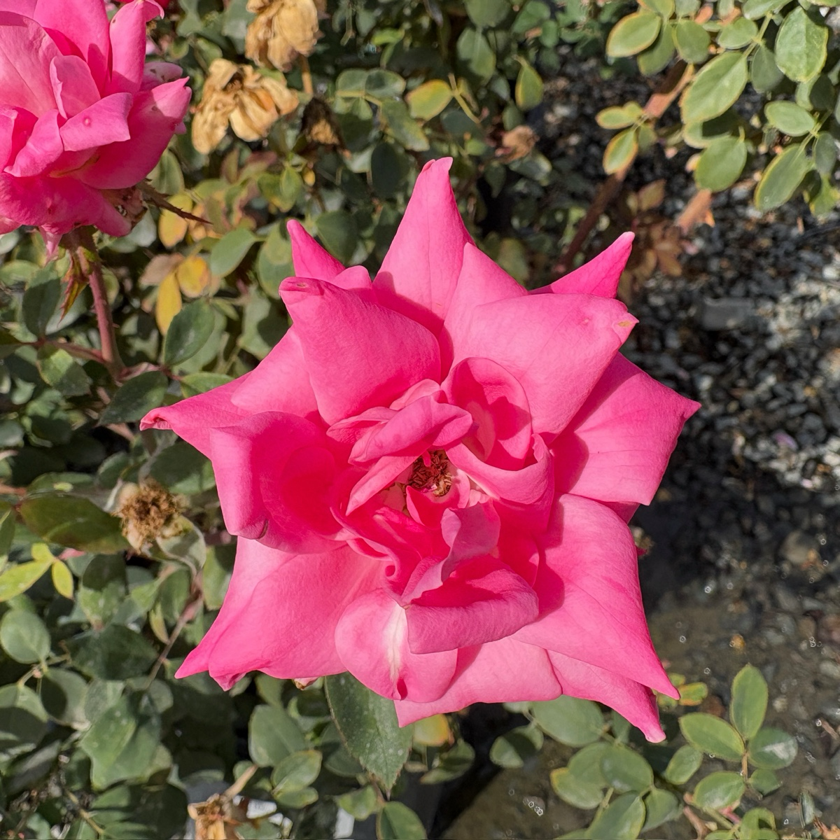 Double Pink  Knock Out  Rose