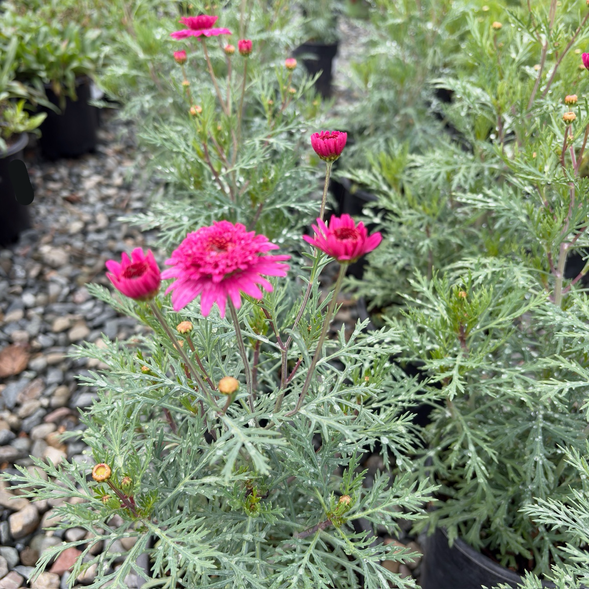 Double Pink Marguerite Daisy