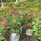 Double Play Doozie Spirea