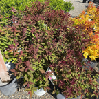 Double Play Doozie Spirea