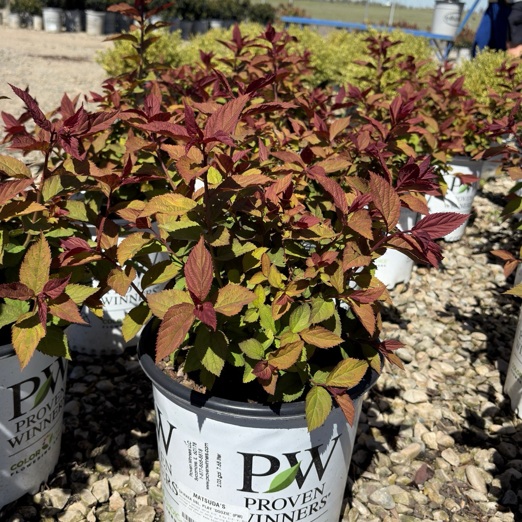Double Play Doozie Spirea