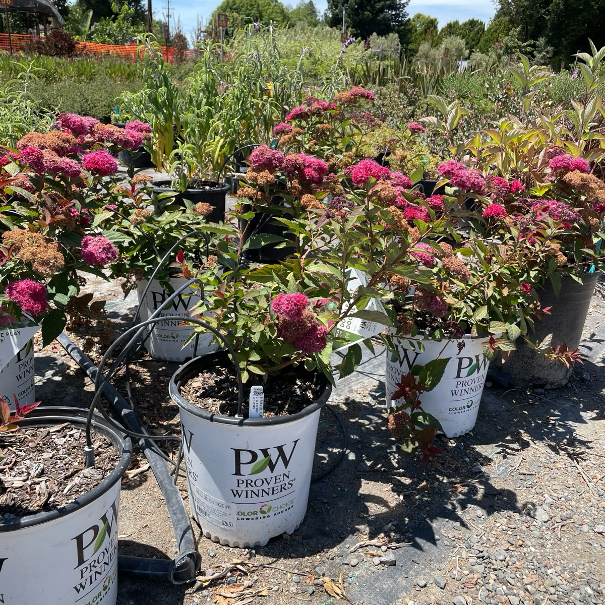 Double Play Doozie Spirea