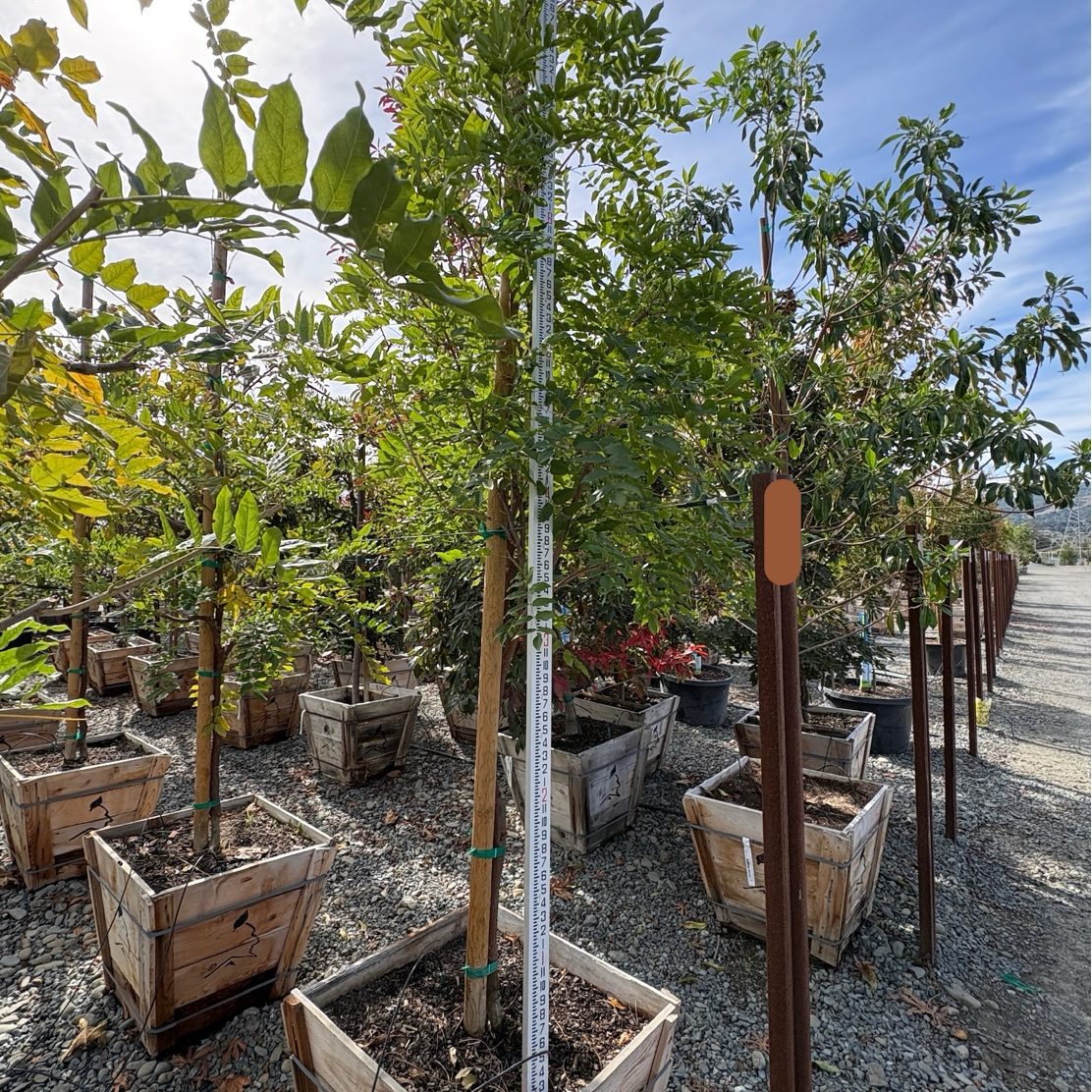 Double Purple Japanese Wisteria Garden center with 24 box Wisteria floribunda ‘Black Dragon’ and a ruler for scale