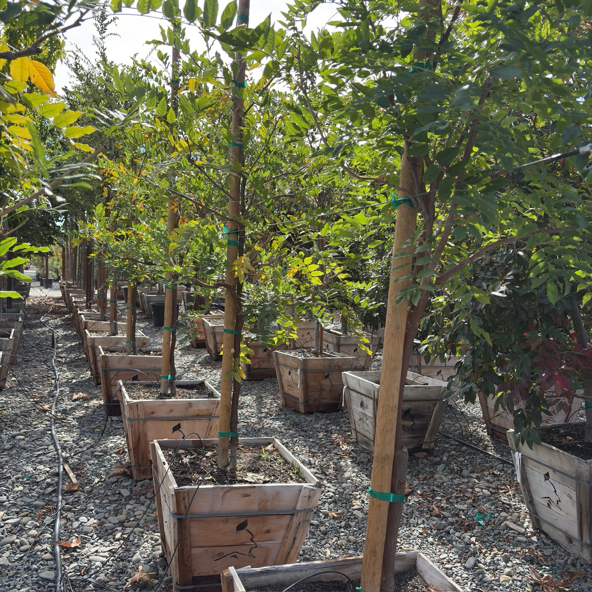 Double Purple Japanese Wisteria Row of young Wisteria floribunda ‘Black Dragon’  in 24 wooden pots on a gravel ground