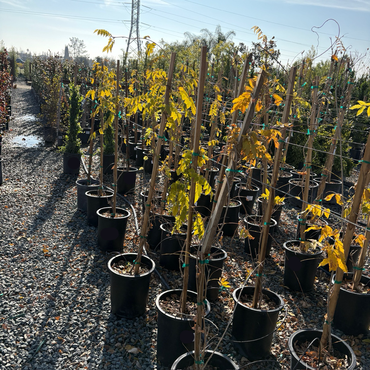 potted wisteria plant Black Dragon Japanese Wisteria (Wisteria floribunda 'Black Dragon') – Victory Nursery