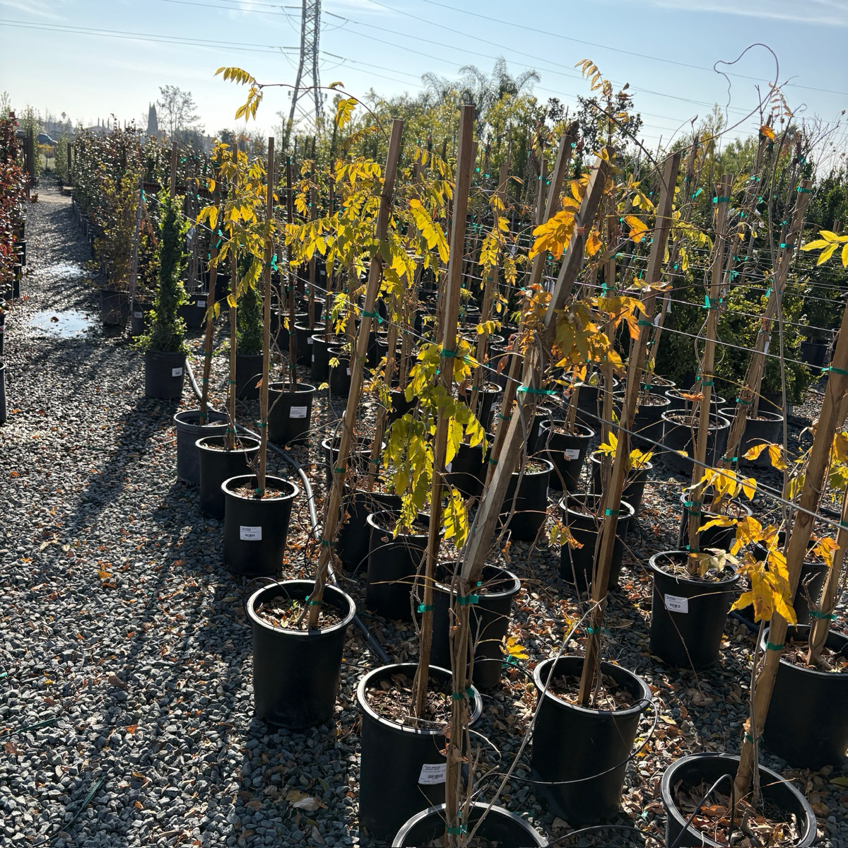 Double Purple Japanese Wisteria Row of potted Wisteria floribunda ‘Black Dragon’ with yellow leaves in a nursery setting