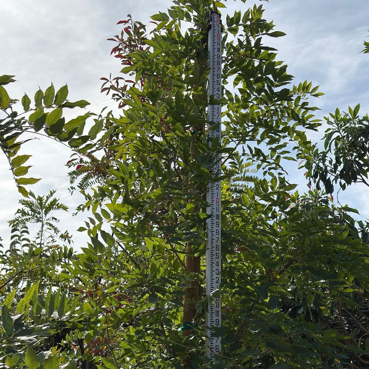 Double Purple Japanese Wisteria