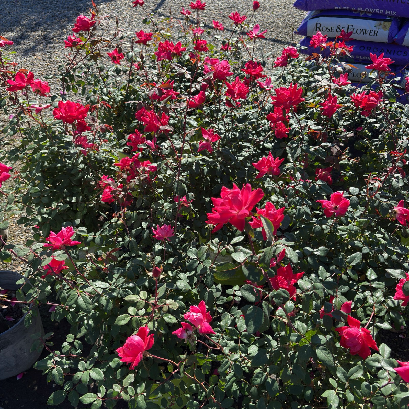 Double Red Knock Out Rose