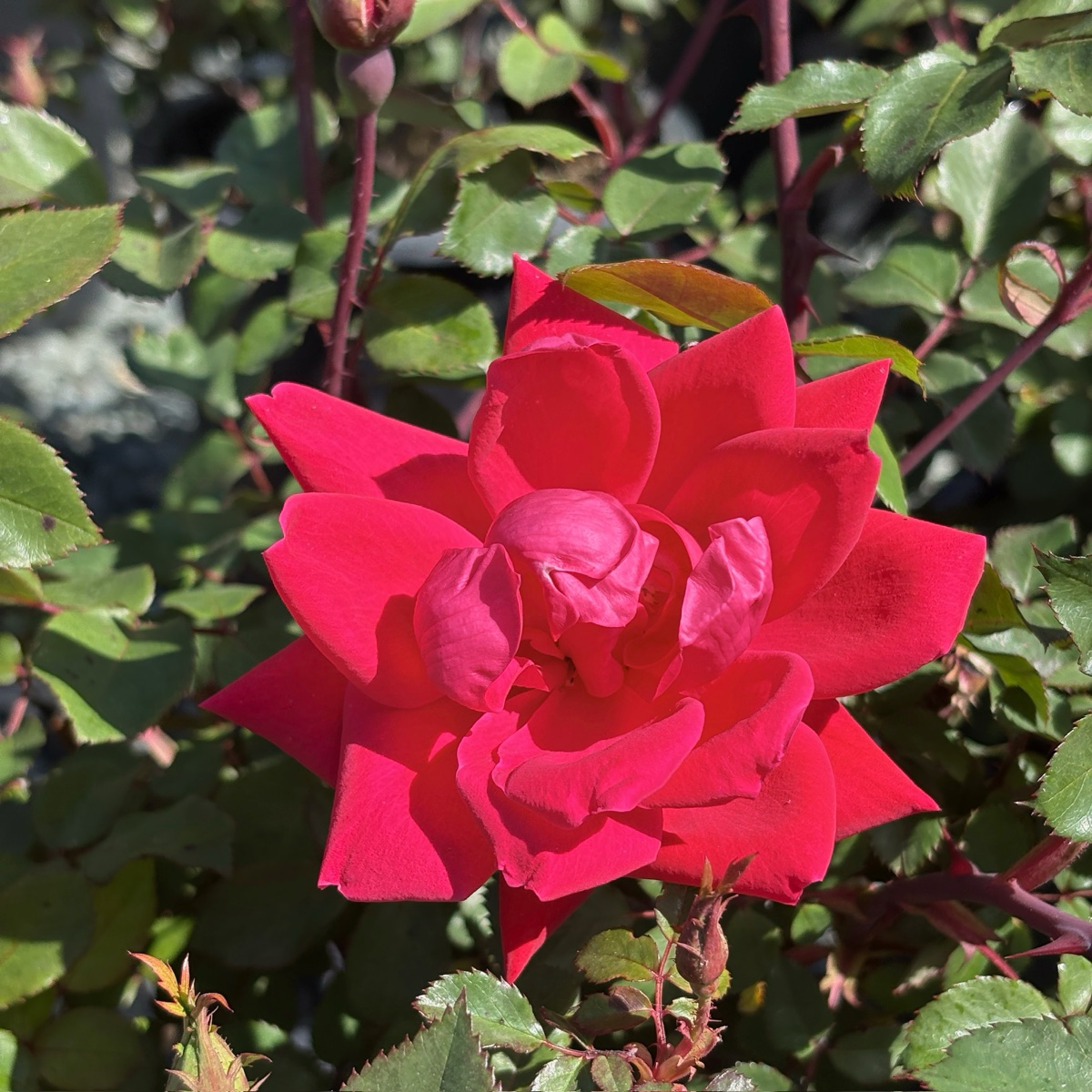 Double Red Knock Out Rose
