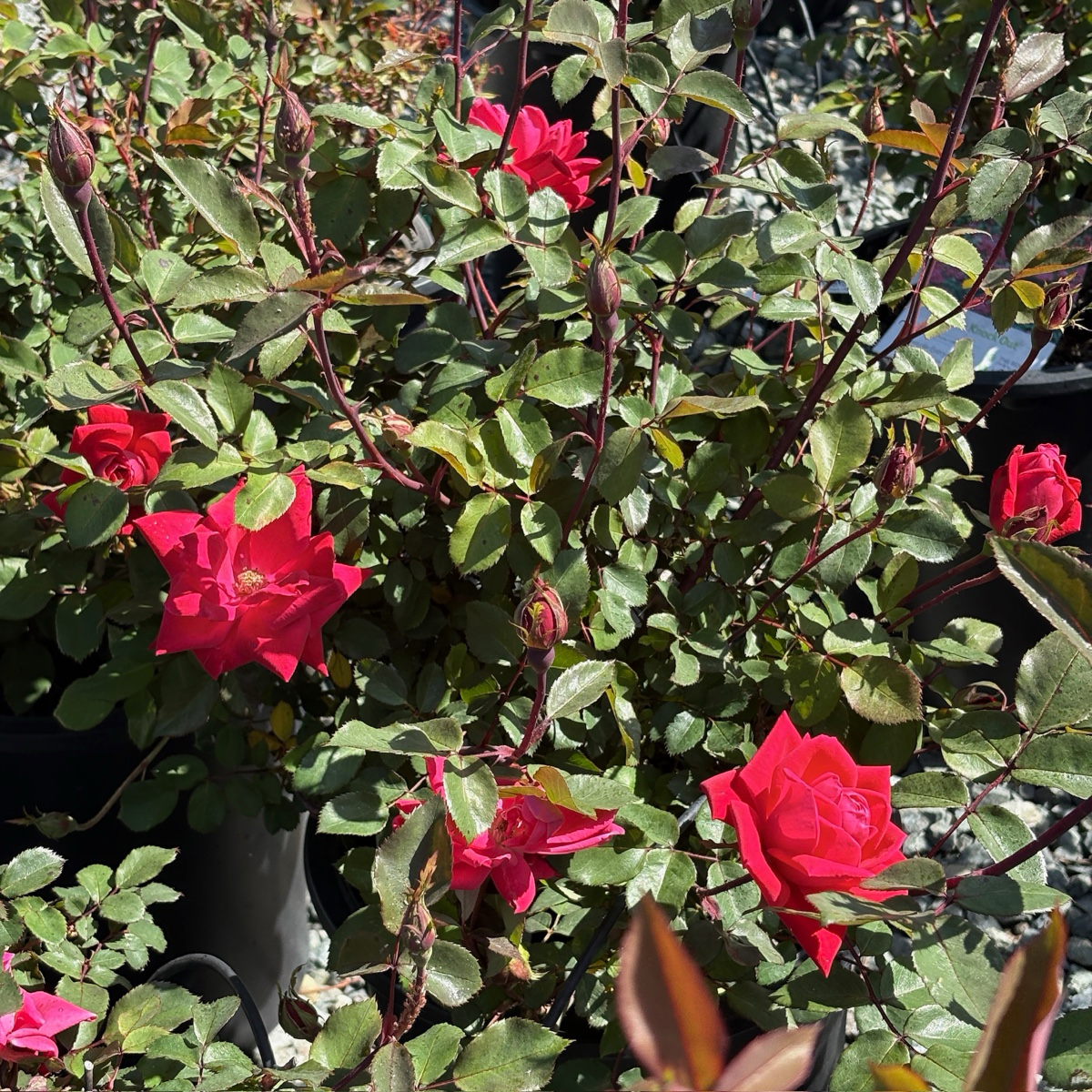 Double Red Knock Out Rose