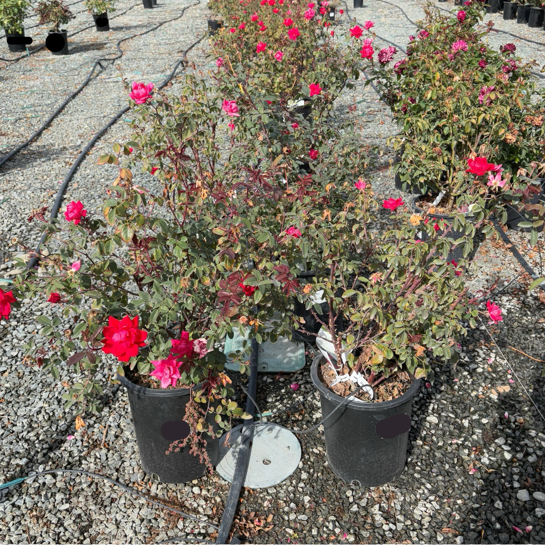 Double Red Knock Out Rose