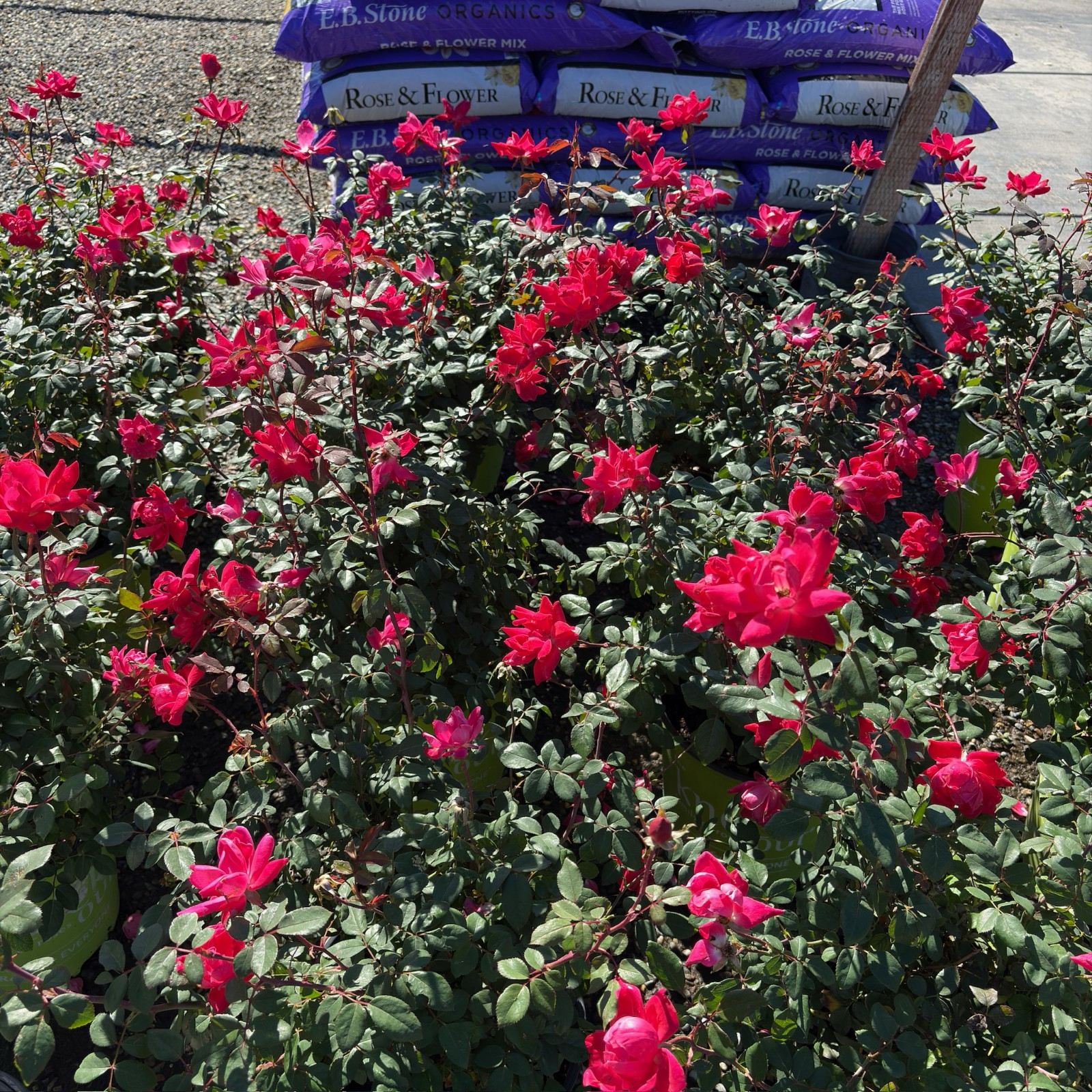 Double Red Knock Out Rose