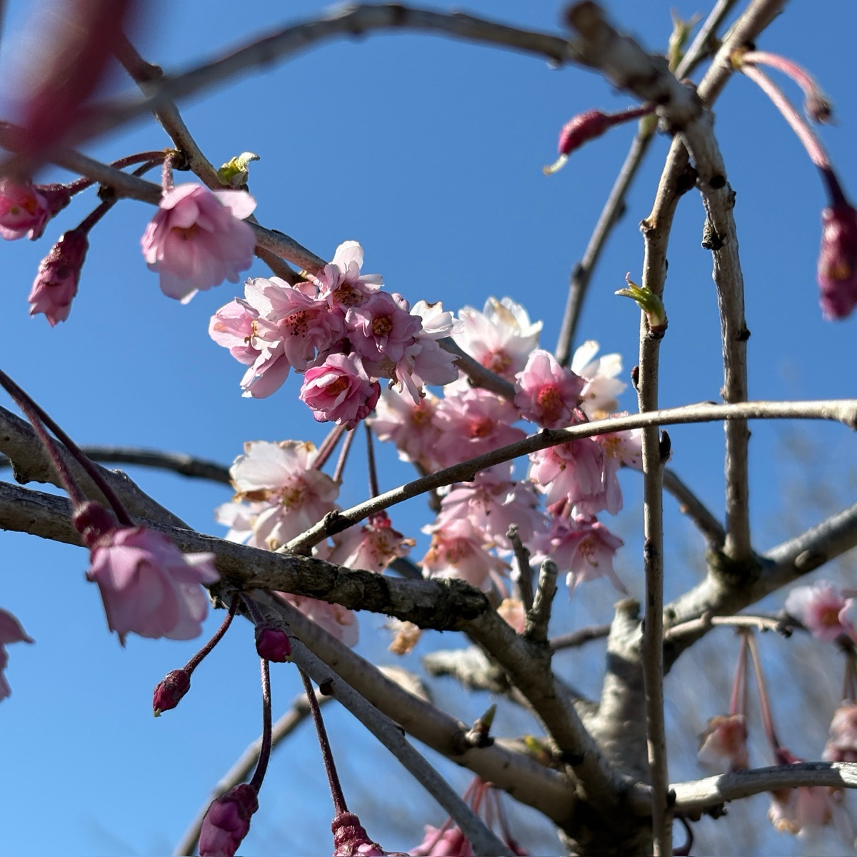 Double Weeping Cherry