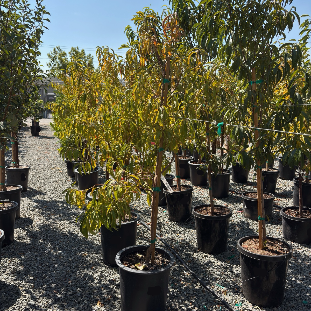 Donut Peach Tree | Unique Flat Sweet White Peach – Victory Nursery