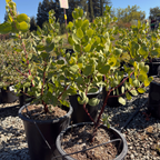 Dr. Hurd Manzanita