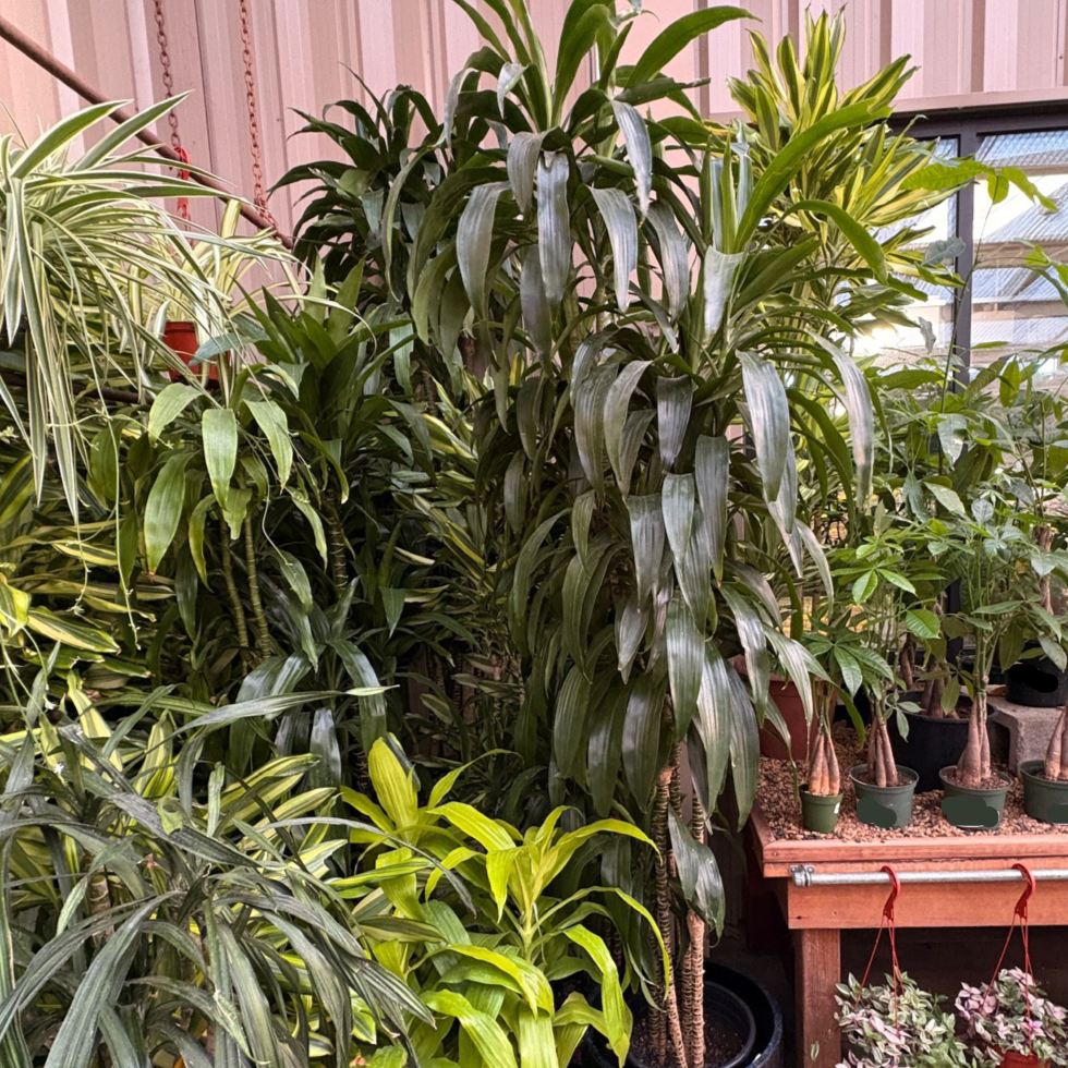 dracaena deremensis lisa Lisa Dracaena