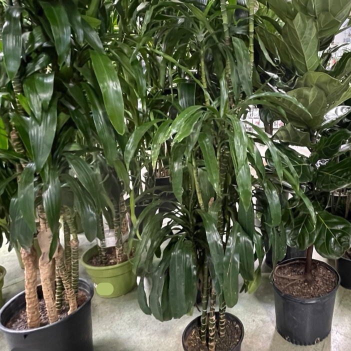 dracaena lisa indoor plant Lisa Dracaena