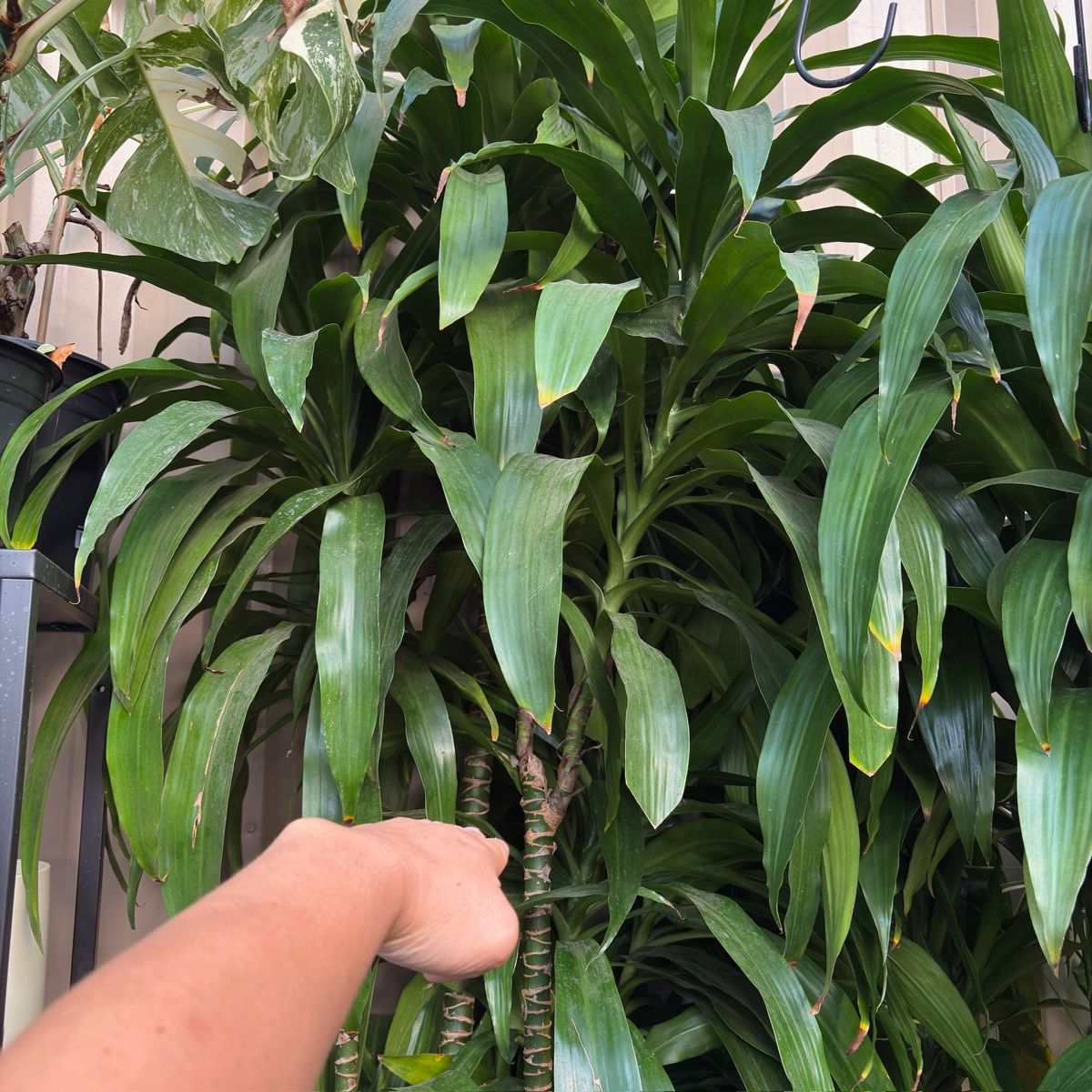 dracaena lisa pruning Lisa Dracaena